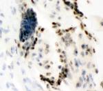 Ku80 Antibody in Immunohistochemistry (Frozen) (IHC (F))