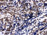 Ku80 Antibody in Immunohistochemistry (Paraffin) (IHC (P))