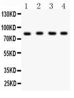 Ku80 Antibody in Western Blot (WB)