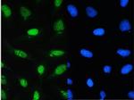 CDK1 Antibody in Immunocytochemistry (ICC/IF)