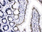 CDK9 Antibody in Immunohistochemistry (Paraffin) (IHC (P))