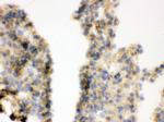 COMT Antibody in Immunohistochemistry (Frozen) (IHC (F))