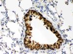 COMT Antibody in Immunohistochemistry (Paraffin) (IHC (P))