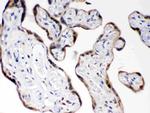 COMT Antibody in Immunohistochemistry (Paraffin) (IHC (P))