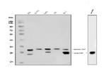 COMT Antibody in Western Blot (WB)