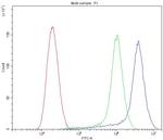 CYP1B1 Antibody in Flow Cytometry (Flow)