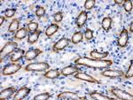 CYP1B1 Antibody in Immunohistochemistry (Paraffin) (IHC (P))