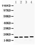 FGF2 Antibody in Western Blot (WB)