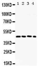 Fra2 Antibody in Western Blot (WB)