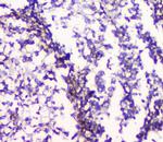 HTR2A Antibody in Immunohistochemistry (Paraffin) (IHC (P))