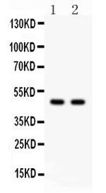 SOX4 Antibody in Western Blot (WB)