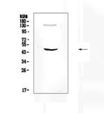 SOX4 Antibody in Western Blot (WB)