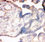 ITGA4 Antibody in Immunohistochemistry (Frozen) (IHC (F))