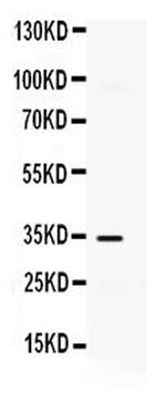 CXCL10 Antibody in Western Blot (WB)