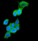 Cytokeratin 19 Antibody in Immunocytochemistry (ICC/IF)