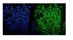 OGT Antibody in Immunocytochemistry (ICC/IF)