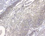 Alix Antibody in Immunohistochemistry (Paraffin) (IHC (P))