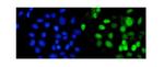 RbAp48 Antibody in Immunocytochemistry (ICC/IF)