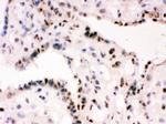 RbAp48 Antibody in Immunohistochemistry (Frozen) (IHC (F))