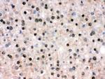 RbAp48 Antibody in Immunohistochemistry (Frozen) (IHC (F))