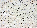 RbAp48 Antibody in Immunohistochemistry (Paraffin) (IHC (P))