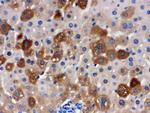 SULT2A1 Antibody in Immunohistochemistry (Paraffin) (IHC (P))