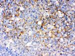 CD14 Antibody in Immunohistochemistry (Paraffin) (IHC (P))