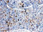 CD14 Antibody in Immunohistochemistry (Paraffin) (IHC (P))