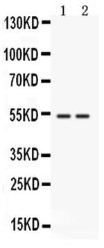 CD14 Antibody in Western Blot (WB)