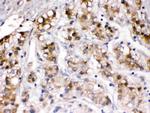 Ceruloplasmin Antibody in Immunohistochemistry (Paraffin) (IHC (P))