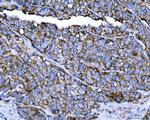 TRPM4 Antibody in Immunohistochemistry (Paraffin) (IHC (P))