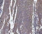 TRPM4 Antibody in Immunohistochemistry (Paraffin) (IHC (P))