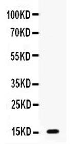 GIP Antibody in Western Blot (WB)