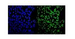 MEF2A Antibody in Immunocytochemistry (ICC/IF)