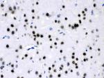 MEF2A Antibody in Immunohistochemistry (Paraffin) (IHC (P))