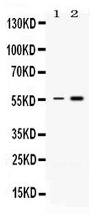 MEF2A Antibody in Western Blot (WB)