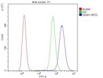 DDAH1 Antibody in Flow Cytometry (Flow)