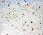 DDAH1 Antibody in Immunohistochemistry (Paraffin) (IHC (P))