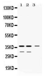 DDAH1 Antibody in Western Blot (WB)