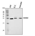 HMGB2 Antibody in Western Blot (WB)