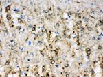 alpha Internexin Antibody in Immunohistochemistry (Paraffin) (IHC (P))