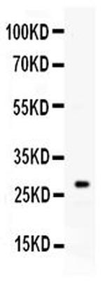 Kallikrein 8 Antibody in Western Blot (WB)