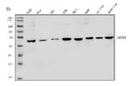 TPL2 Antibody in Western Blot (WB)