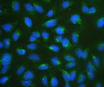 RPSA Antibody in Immunocytochemistry (ICC/IF)