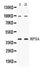 RPSA Antibody in Western Blot (WB)