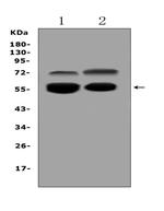 VNN1 Antibody in Western Blot (WB)