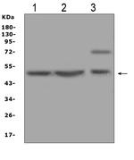 AP2M1 Antibody in Western Blot (WB)