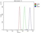 KCNQ1 Antibody in Flow Cytometry (Flow)