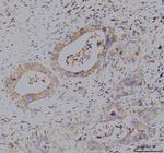 KCNQ1 Antibody in Immunohistochemistry (Paraffin) (IHC (P))