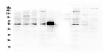 MMP13 Antibody in Western Blot (WB)